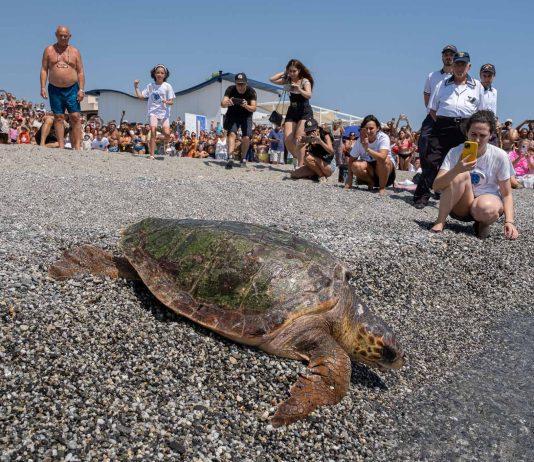 Liberazione di una tartaruga marina, Rea Torna a Casa – Centro Recupero Tartarughe Marine di Brancaleone
