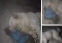 Cinquefrondi- avvelenato Billy, cagnolone di quartiere. La rabbia sui social: “Qual è il limite della crudeltà umana?”