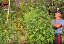 Sorpreso a coltivare piantagione marijuana: arrestato 37enne