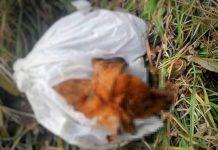 Cinquefrondi – cucciolo di cane trovato morto in una busta, la denuncia de “La bella Cinquefrondi”