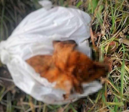 Cinquefrondi – cucciolo di cane trovato morto in una busta, la denuncia de “La bella Cinquefrondi”