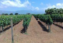 Coldiretti Calabria: vigneto Calabria vendemmia 2023. Non è un’annata che entrerà nella storia