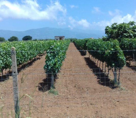 Coldiretti Calabria: vigneto Calabria vendemmia 2023. Non è un’annata che entrerà nella storia