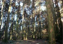 Anziano disperso mentre cercava funghi: rintracciato da Polizia