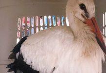 Calabria – cicogna ferita a colpi di arma da fuoco