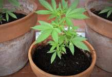 Piantine di cannabis vicino camper: arrestata turista in Calabria