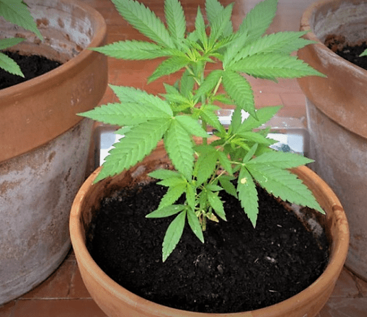 Piantine di cannabis vicino camper: arrestata turista in Calabria