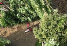 Calabria – Sorpreso ad appiccare fuoco tenta di abbattere drone con pietre: arrestato