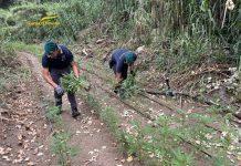 Scoperta e sequestrata piantagione marijuana
