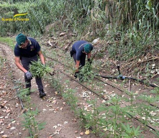 Scoperta e sequestrata piantagione marijuana