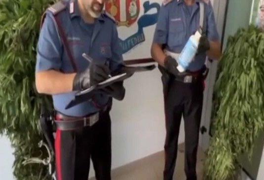 Scoperta piantagione di marijuana: arrestato 33enne
