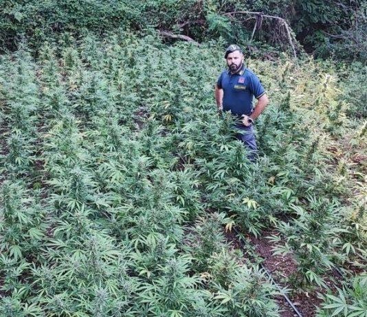 Sequestrata piantagione di marijuana: un arresto
