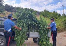 Trovata e sequestrata piantagione di marijuana