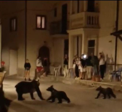 Orsa Amarena uccisa a fucilate – identificato uomo