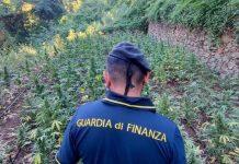 Scoperte e sequestrate tre coltivazioni di marijuana