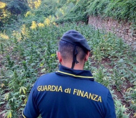 Scoperte e sequestrate tre coltivazioni di marijuana