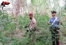 Rinvenute due piantagioni di marijuana: un arresto