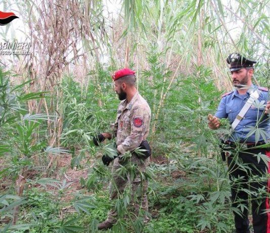 Rinvenute due piantagioni di marijuana: un arresto