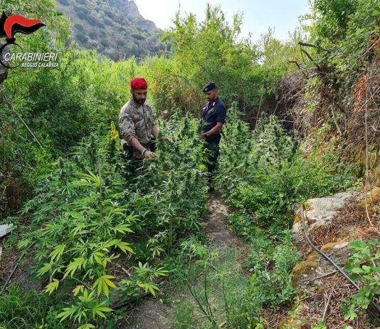 Piantagione di marijuana scoperta a Roccella