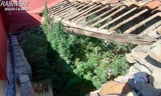 Coltivava marijuana in casa: arrestato 56enne
