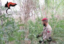Scoperte e sequestrate tra piantagioni di marijuana a Delianuova, Gioia Tauro e Prateria