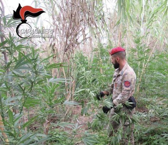 Scoperte e sequestrate tra piantagioni di marijuana a Delianuova, Gioia Tauro e Prateria