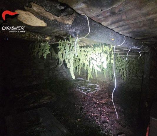 Rinvenuta in casolare piantagione di marijuana: arrestato 24enne