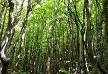 Cacciatore disperso nel reggino, trovato morto