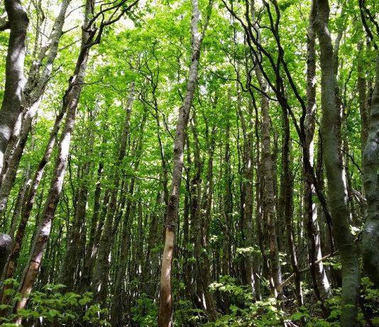 Cacciatore disperso nel reggino, trovato morto