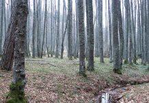 Calabria – pensionato disperso: ricerche in corso