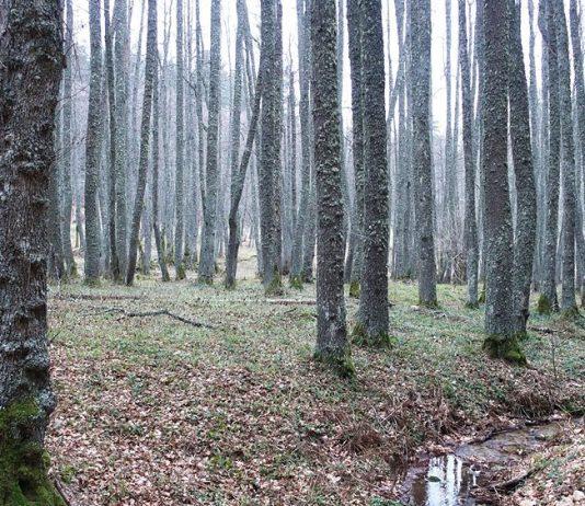 Calabria – pensionato disperso: ricerche in corso