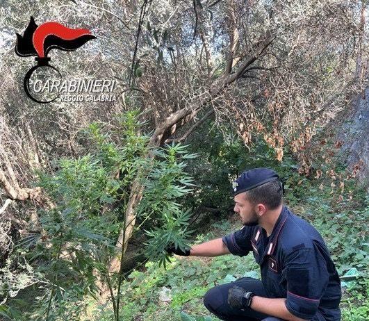 Sorpresi a coltivare marijuana: due persone arrestate