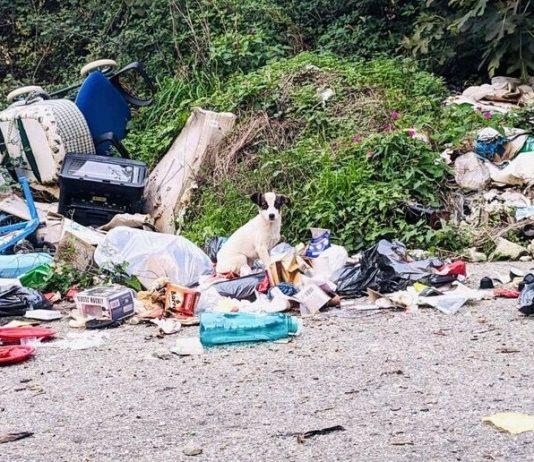 Cagnolino trovato in una discarica a San Procopio: adottato da dronista