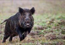 Operazione antibracconaggio. I Carabinieri Forestali denunciano 5 persone per abbattimento di animali fuori dal periodo di caccia. Sequestrati fucili e munizioni