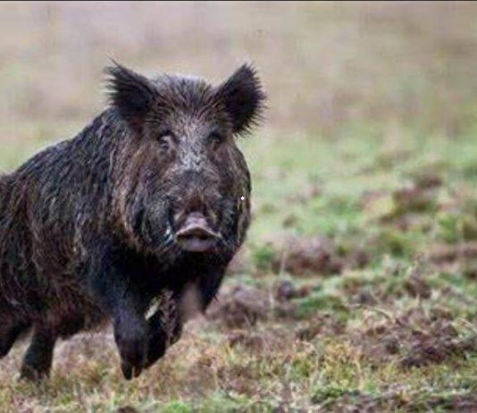 Operazione antibracconaggio. I Carabinieri Forestali denunciano 5 persone per abbattimento di animali fuori dal periodo di caccia. Sequestrati fucili e munizioni