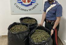Carabinieri arrestano 4 uomini sorpresi con 23 kg di marijuana