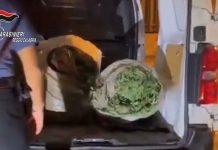 Trasportava 72 kg di marijuana in un furgone: arrestato 26enne