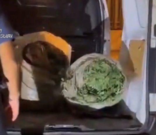Trasportava 72 kg di marijuana in un furgone: arrestato 26enne
