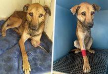 Vibo Valentia – la storia di Hook, il cane eroe salvato dall’OIPA, finito in una tagliola