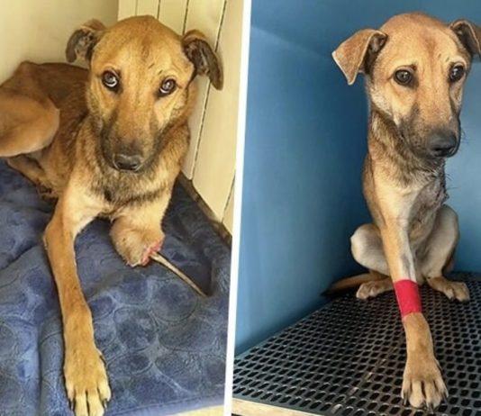 Vibo Valentia – la storia di Hook, il cane eroe salvato dall’OIPA, finito in una tagliola