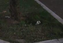 Rosarno – degrado in villa, la denuncia di Aurelio Timpani