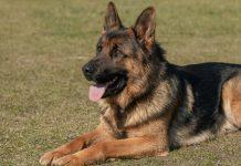 Il cane disturba abbaiando di continuo – uomo condannato