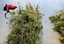 Rinvenuta dai carabinieri coltivazione di marijuana