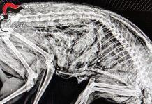 Gatto ucciso a colpi d’arma da fuoco: stava camminando su cemento fresco. La denuncia dell’OIPA