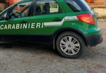 Cacciava illegalmente esemplari di ghiro: deferito un uomo