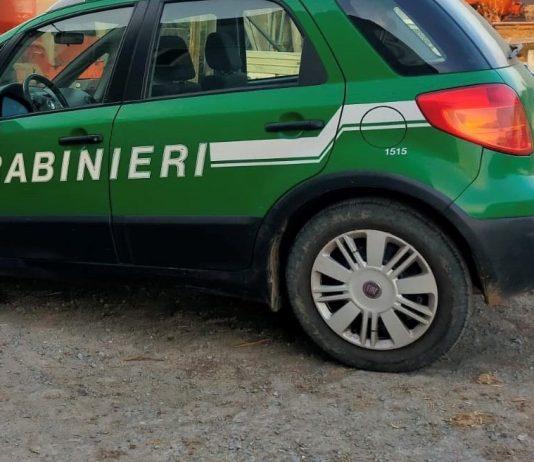 Cacciava illegalmente esemplari di ghiro: deferito un uomo