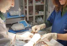 Leone, il gattino scuoiato vivo, morto dopo 4 giorni di agonia