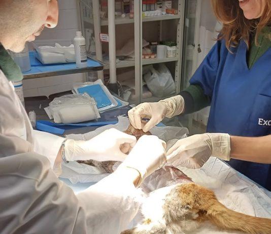 Leone, il gattino scuoiato vivo, morto dopo 4 giorni di agonia
