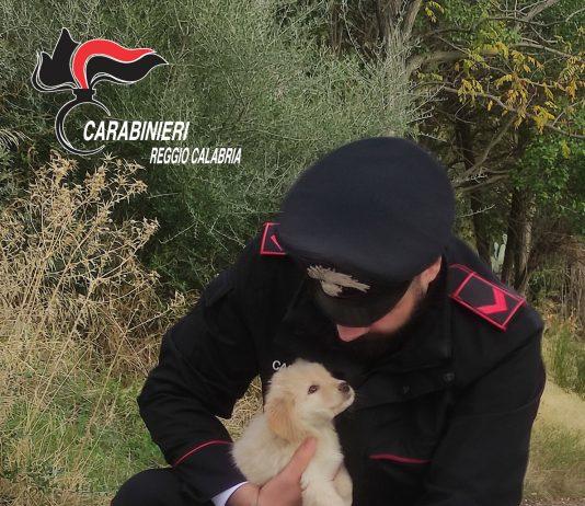 Caulonia – carabinieri salvano cuccioli abbandonati