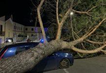 Calabria – raffiche di vento: albero finisce su auto in sosta schiacciandola